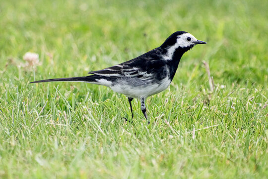 One grey wagtail standing on the grass