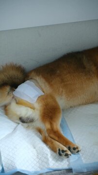 Injured shiba inu dog resting on medical pad after undergoing hip joint head resection, showing post operative bandage on leg while recovering from difficult surgery. Vertical shot. Dog with dysplasia