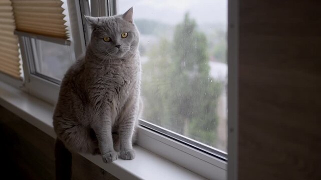 Close-up of a domestic British grey cat looking out the window at a rainy landscape, emphasizing the beauty of nature observed indoors. Cat is sitting on windowsill. Balcony. Rainy day.