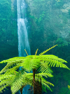 Vibrant green tree fern foliage in foreground with blurred waterfall and mossy cliff in background. Lush tropical rainforest scenery in Indonesia. Fresh nature, eco tourism, and natural landscape.