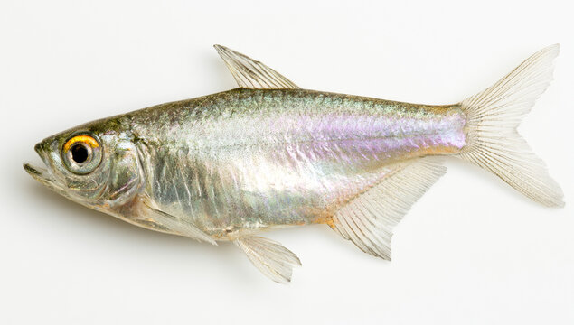 A silver fish with iridescent scales isolated on white background