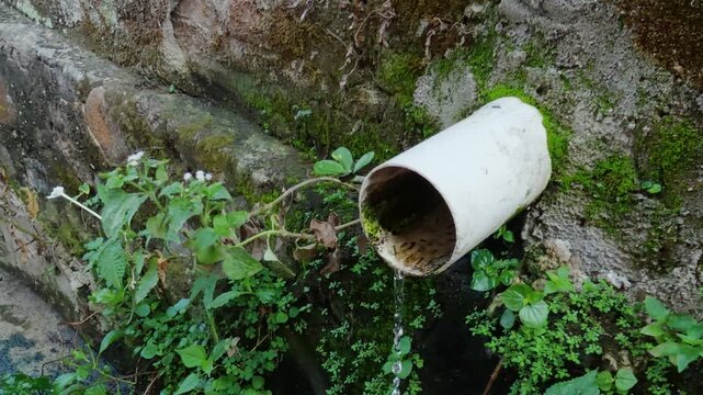 White drain pipe with plants growing on mossy stone wall