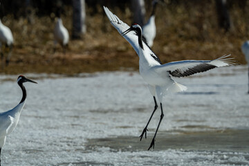 Fototapeta premium a flying red crowned crane