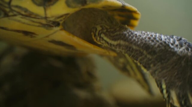 Extreme close up freshwater yellow bellied slider turtle slowly swimming in aquarium, with detailed view of sharp claws, scaly legs, and patterned plastron underwater