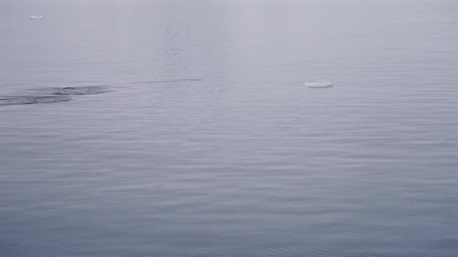 Penguin Porpoising Across Smooth Ocean Surface