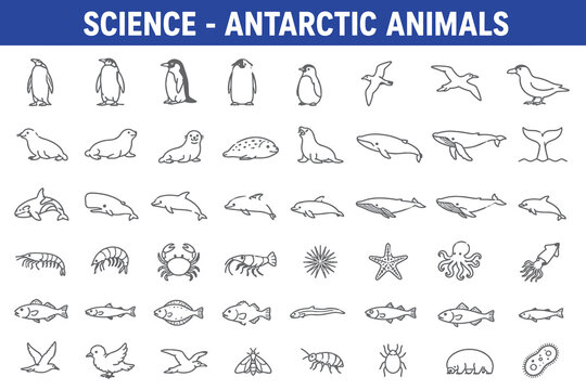 Antarctic animals and marine life species line outline icons set collection.
