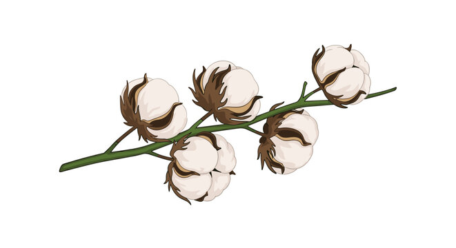 Detailed illustration of a cotton plant branch featuring several fluffy white cotton bolls and brown dry sepals on a clean white background.