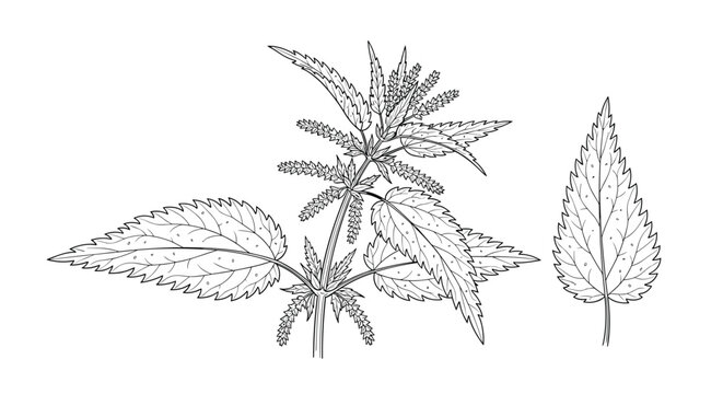 Detailed botanical illustration of a stinging nettle plant with a close-up of a single serrated leaf shown on a plain white background.