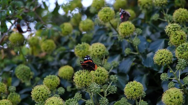 Static 4K shot of a Red Admiral butterfly (Vanessa atalanta) foraging on ivy flowers (Hedera helix), with two other butterflies in the background, one taking flight.