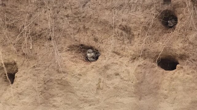 Swallows perch in nests on a sandy cliff.