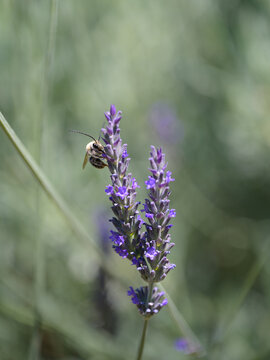 Levandula dentata (French Lavender, Fringed Lavender) flowers with bee
