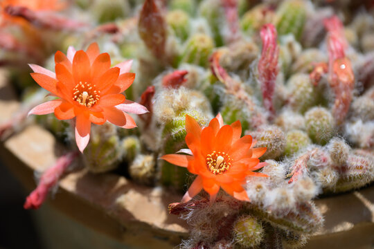 Red flowers of the peanuts cactus (Echinopsis chamaecereus, Chamaecereus silvestrii)