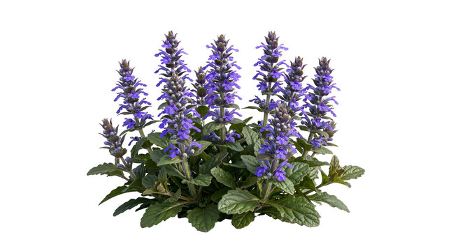 Vibrant Purple Ajuga Reptans Bugleweed Flowers with Green Leaves Isolated on Transparent Background