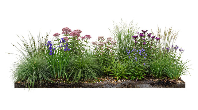 Vibrant Perennial Garden Bed with Purple Irises and Pink Joe Pye Weed Isolated on Transparent