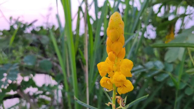 Golden candlestick flower (Senna alata) blooming with dew drops beside lush waterside vegetation at dusk.