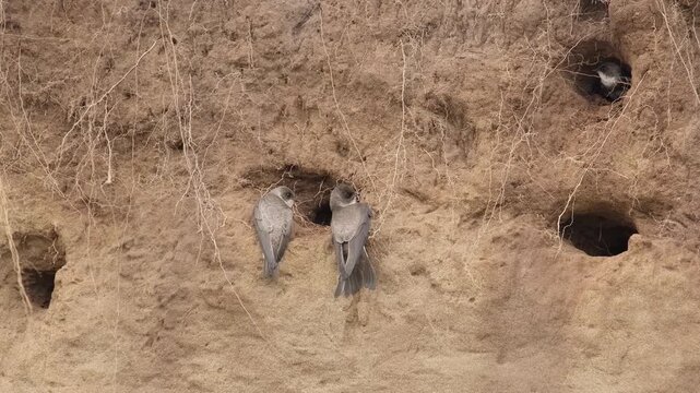 Swallows perch near their nesting holes on a sandy cliff.