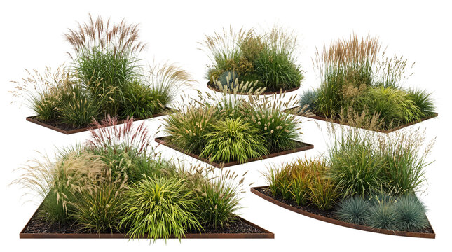Modern ornamental grass collection in geometric corten steel planters isolated on Transparent. Contemporary landscaping elements featuring pennisetum, fescue, and miscanthus varieties.