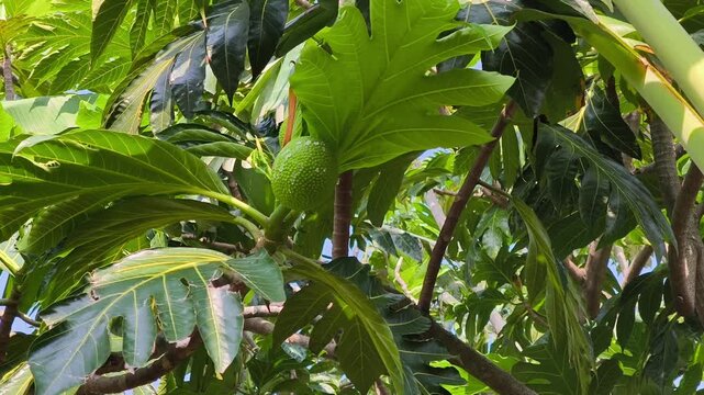 Young breadfruit (Artocarpus altilis) developing naturally among lush tropical foliage under bright sunlight conditions.