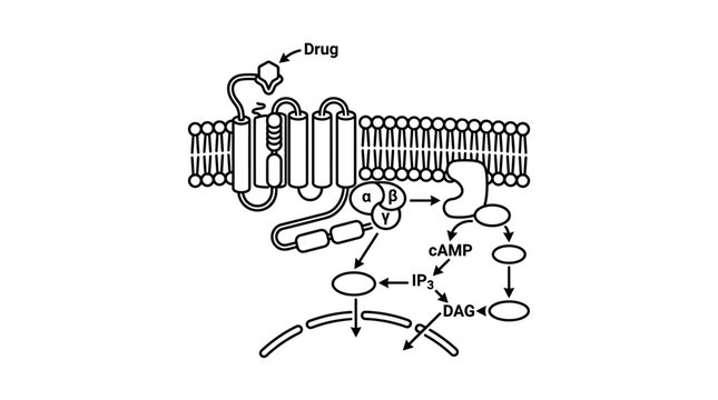 GPCR signaling pathway with cAMP and DAG molecules