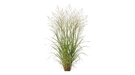Fototapeta premium Ornamental Tall Green Grass Bush Isolated on Transparent Background, Feathery Seed Heads Decorative Plant for Garden Landscaping and Architectural Design