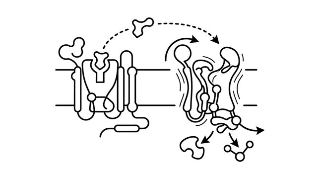 GPCR membrane protein signaling mechanism illustration