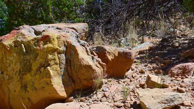 New Mexico: a large, yellow-toned boulder covered in patches of lichen, likely composed of iron hydroxide compounds. La Ventana Natural Arch NP