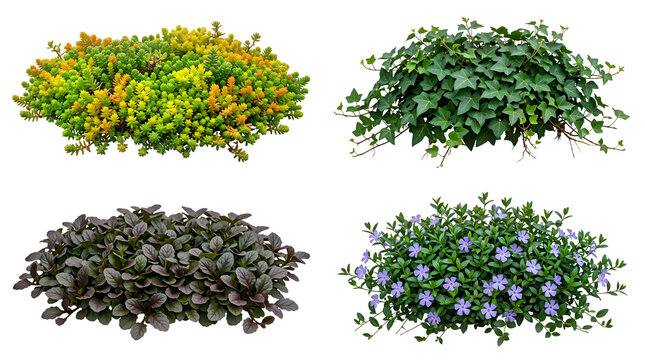 Collection of four garden ground cover plants including ivy, flowering periwinkle, dark ajuga, and colorful sedum isolated on Transparent Background for landscape design elements.