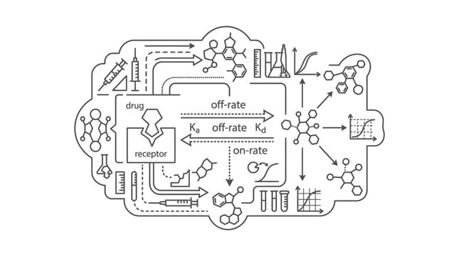 Scientific flowchart of drug receptor binding kinetics.