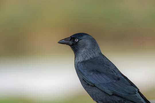 Jackdaw Corvus monedula adult close-up portrait showing iridescent blue plumage, London, UK