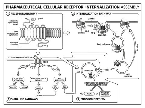 Cellular receptor internalization and signaling pathway diagram.