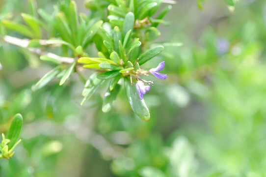 Antidesma acidum, Antidesma acidum Linh sam, Cay Linh Sam, Pinaceae Vietnam or purple flower