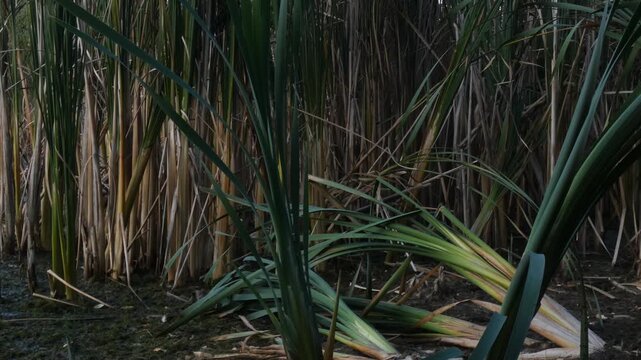 Dark swamp with dense cattail Typha latifolia thicket in water, wide, low key. Resilience and Clarity.