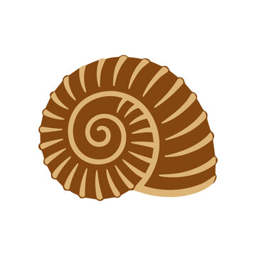 Brown Ammonite Fossil Spiral Shell.