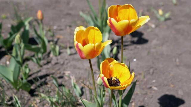 Three bright yellow tulips with red edges stand tall in a garden bed under direct sunlight. Concept of spring renewal, floral growth, garden landscaping, and natural beauty in a park.
