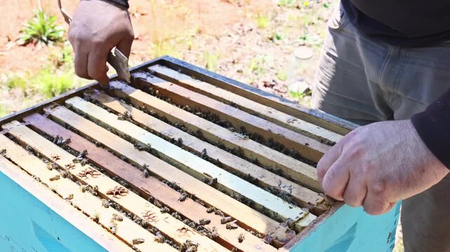 Beekeeper checks beehive frame bees cover frame, working bees, sweet honey cells pattern