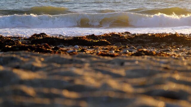 Static 4K ground-level shot on a beach at sunset, featuring detailed kelp (Fucus) in the foreground and focused crashing waves in the background.