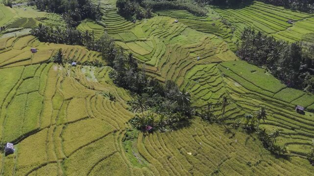 Aerial view of beautiful golden green rice terraces with palm trees in Tabanan, Bali, Indonesia. High angle agricultural landscape.