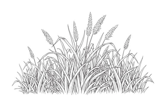 Black and white of tall grass with seed heads