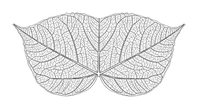 Close up line of two symmetrical leaf skeletons vein texture pattern