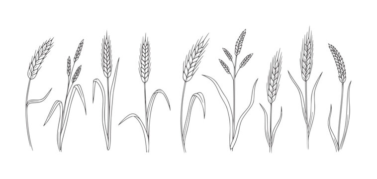 Collection of hand drawn wheat stalks and grass blades grain