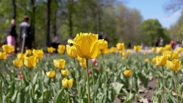 A vibrant yellow fringed tulip stands in a sunny flower bed surrounded by a field of blossoms and blurred people in a park. Concept of springtime renewal and botanical beauty.