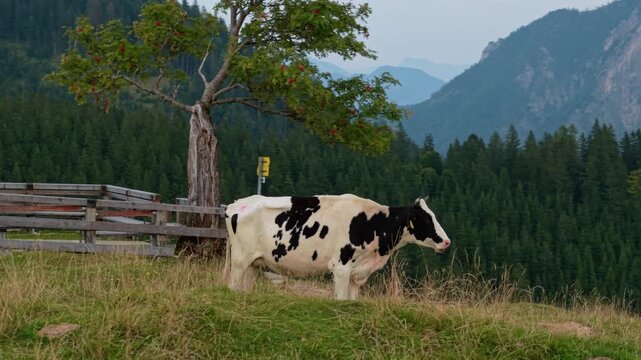 Domestic cow grazing on green mountain pasture in Austrian Alps, Postalm