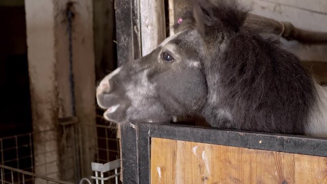 A small dark pony with a white blaze peeks its head over a wooden stable door inside a rustic equestrian barn. Concept of animal welfare, rural farm life, and domestic pet care.
