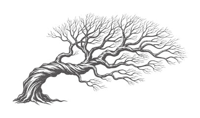 Gnarly twisted bare tree with dark grey branches and trunk © Mehedy