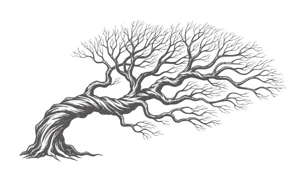 Gnarly twisted bare tree with dark grey branches and trunk