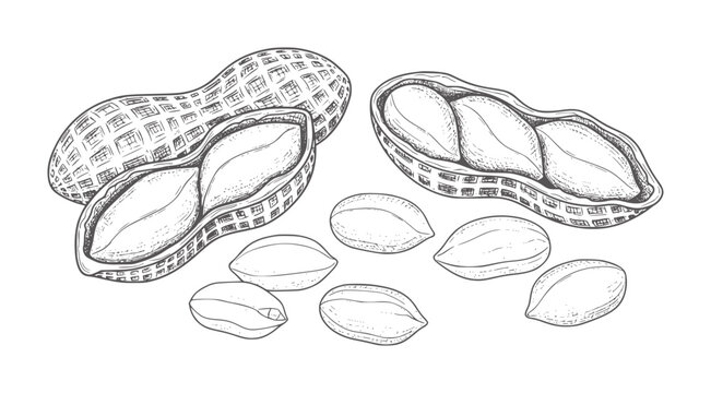 Hand drawn of open and closed peanuts with scattered kernels legume food