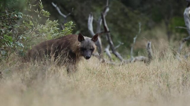  A rare brown hyena feeding in the bushveld