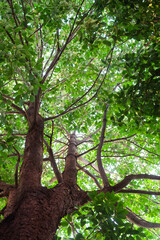 Fototapeta premium Looking up at the green tops of tree foliage