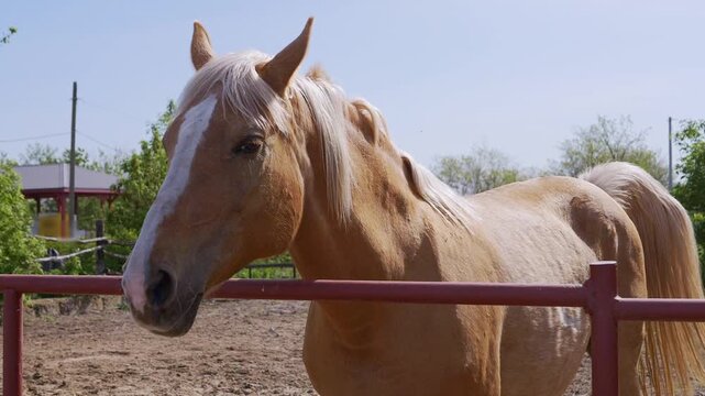 A golden palomino horse with a white mane stands behind a red corral fence in a sunny dirt paddock. Concept of rural equestrian lifestyle, animal husbandry, and agriculture.