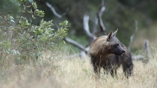  A rare brown hyena in the bushveld